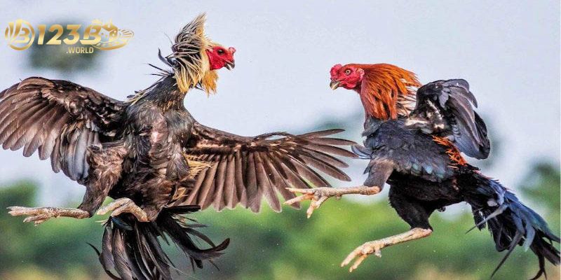 Đá gà Thomo thu hút hàng triệu hội viên