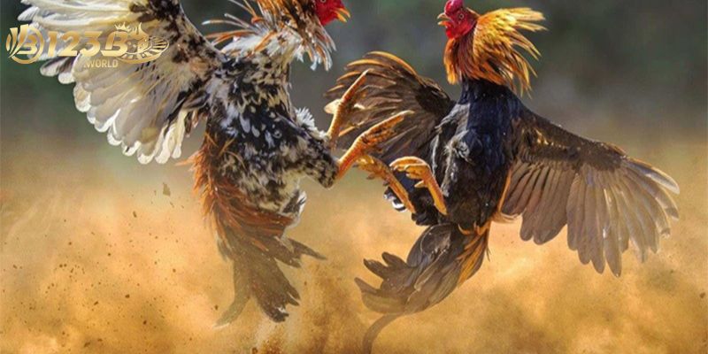Đôi nét về bộ môn đá gà ở nhà cái 123bb