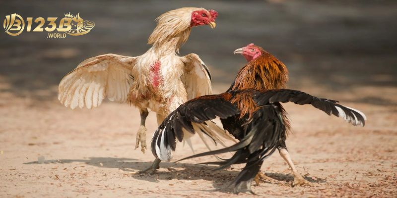 Những mẹo cược hữu ích trong đá gà Thomo