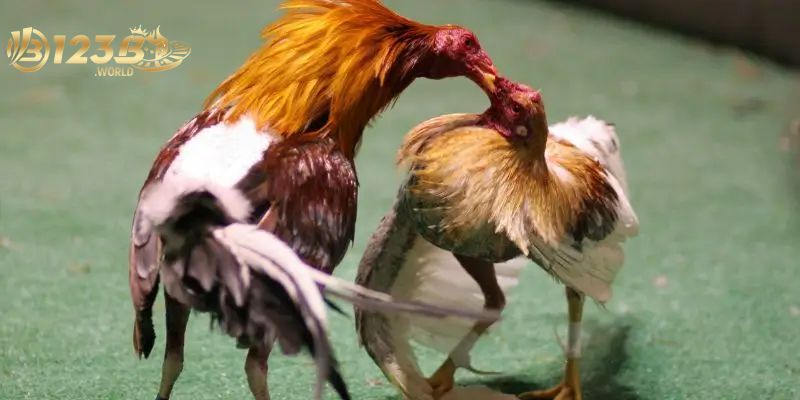 Tổng hợp chiến kê được yêu thích trong đá gà Thomo