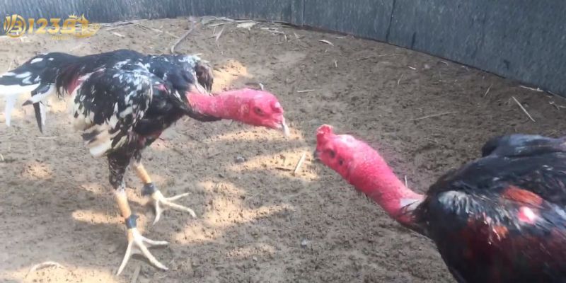 Video đá gà tường thuật những trận đấu giữa các chú gà chiến