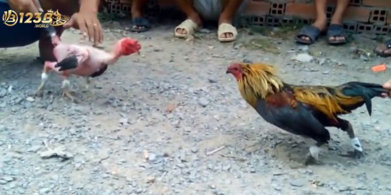 Việc tìm kiếm video đá gà rất dễ đàng